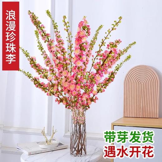 赠送营养液【特殊商品/请提前看售后须知】10支珍珠李鲜花干枝重瓣水培桃枝花植物樱花卉室内干花束水养干支 商品图0