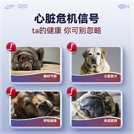 【U+系列】MAG 养心护心辅酶Q10宠物专用猫咪狗狗心脏肥大先天性心脏病  80粒 商品图4