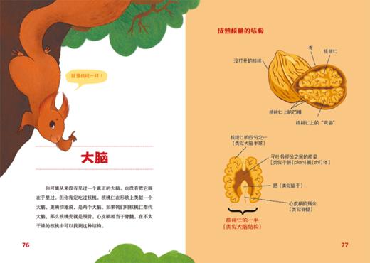 认识我们的身体-神奇的大脑与神经+神奇的人体之旅 商品图6