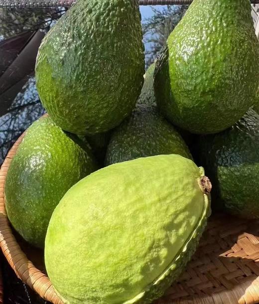 智利牛油果 | 进口水果 商品图0