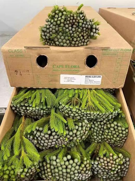 南非进口珊瑚果鲜花花1扎 商品图4