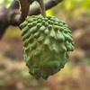 生态释迦果｜元江｜顺丰 商品缩略图0
