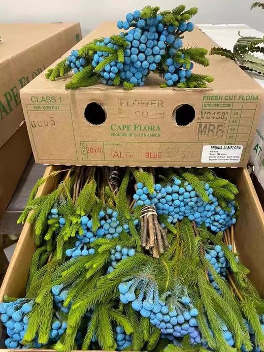 南非进口珊瑚果鲜花花1扎 商品图5