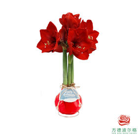 红花-浪漫冬季 石蜡朱顶红（不用浇水）