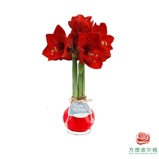 红花-浪漫冬季 石蜡朱顶红（不用浇水） 商品图0