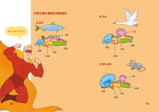 认识我们的身体-神奇的大脑与神经+神奇的人体之旅 商品图8