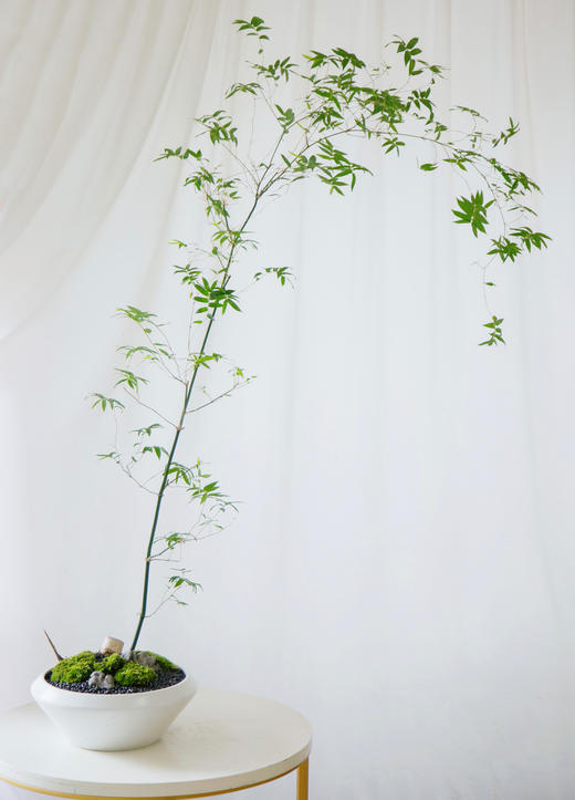 勒竹盆栽 商品图0