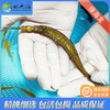 绿海龙Syngnathoides biaculeatus 商品缩略图1