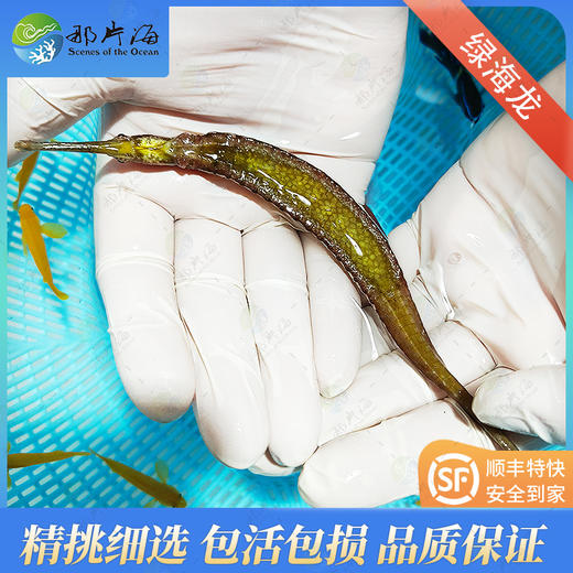 绿海龙Syngnathoides biaculeatus 商品图1