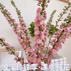 赠送营养液【特殊商品/请提前看售后须知】10支珍珠李鲜花干枝重瓣水培桃枝花植物樱花卉室内干花束水养干支 商品缩略图1