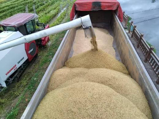 助农！“大下姜”粮油米面类 共富生态米10斤装/淳安山茶油 商品图8