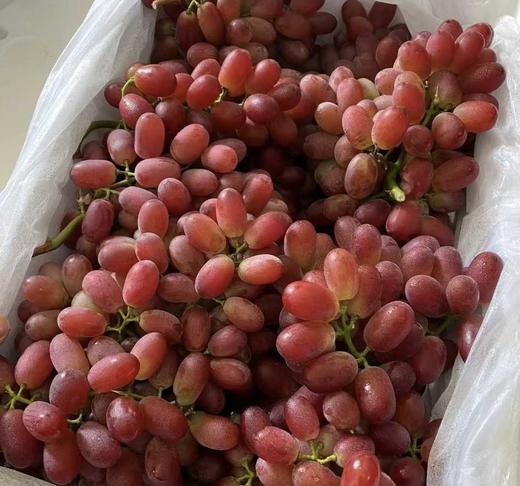 【元旦钜惠】9.9元/1斤无籽葡萄 商品图0