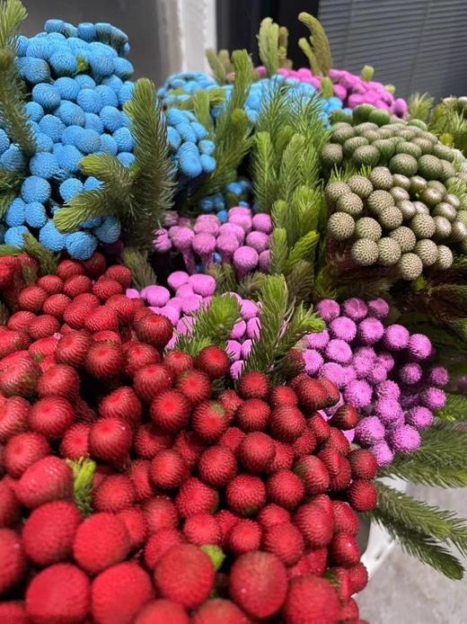 南非进口珊瑚果鲜花花1扎 商品图1