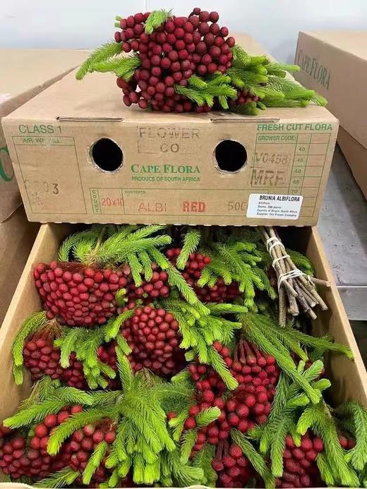南非进口珊瑚果鲜花花1扎 商品图6