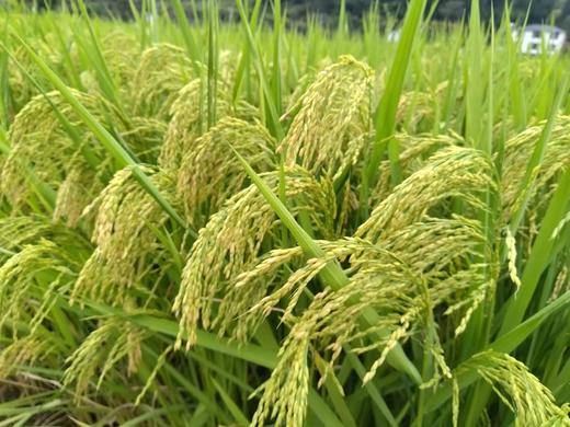 助农！“大下姜”粮油米面类 共富生态米10斤装/淳安山茶油 商品图4