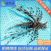 黑长须狮子Pterois volitans 商品缩略图0