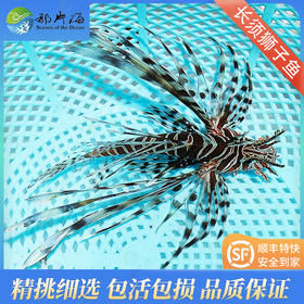 黑长须狮子Pterois volitans