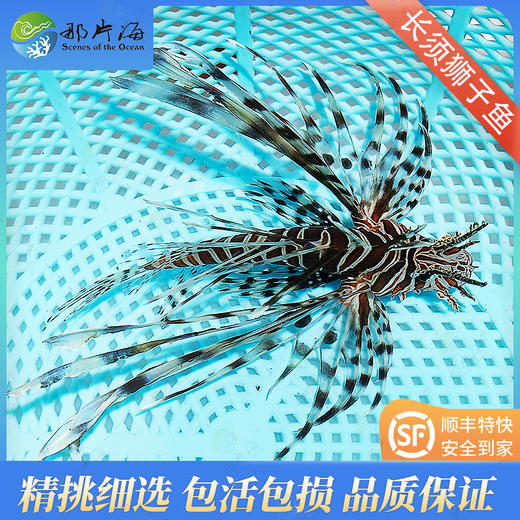 黑长须狮子Pterois volitans 商品图0