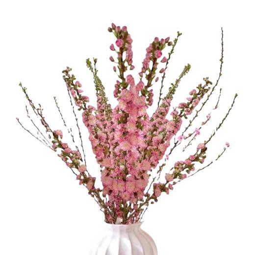 赠送营养液【特殊商品/请提前看售后须知】10支珍珠李鲜花干枝重瓣水培桃枝花植物樱花卉室内干花束水养干支 商品图4