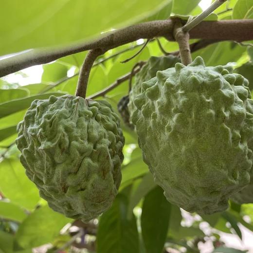 生态释迦果｜元江｜顺丰 商品图6