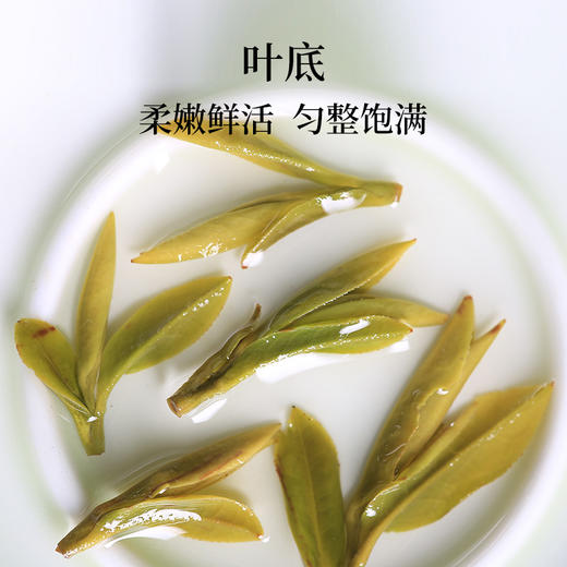 2025新茶上市徽六特级二等黄山毛峰寻味800茶叶绿茶135g 商品图4