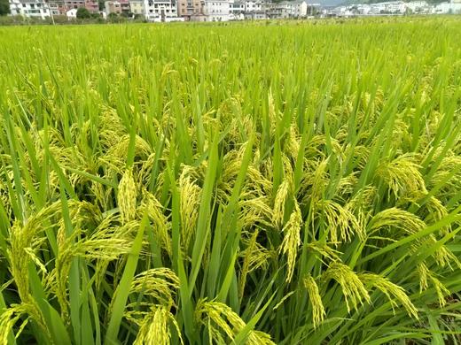 助农！“大下姜”粮油米面类 共富生态米10斤装/淳安山茶油 商品图3