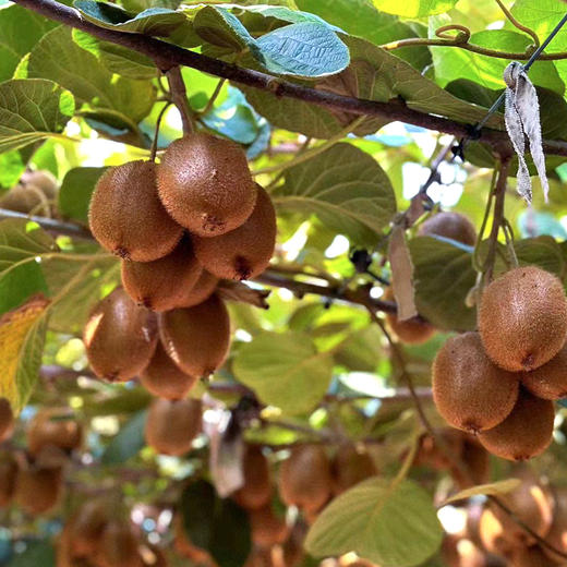 【分仓直发包邮】海沃德绿心猕猴桃4.5斤 商品图2