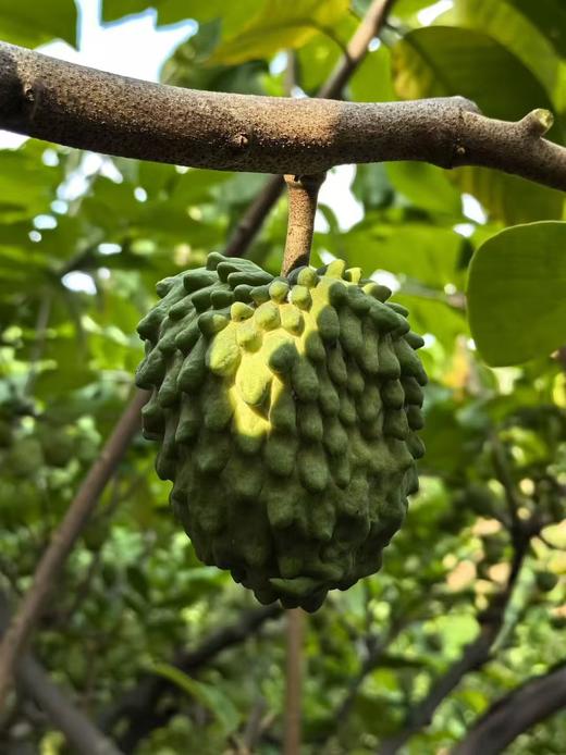 生态释迦果｜元江｜顺丰 商品图8