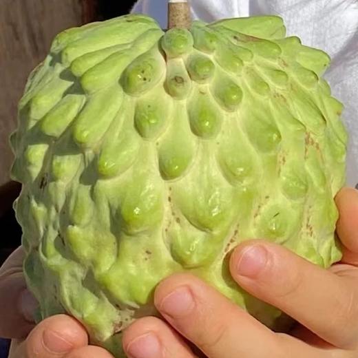 生态释迦果｜元江｜顺丰 商品图3