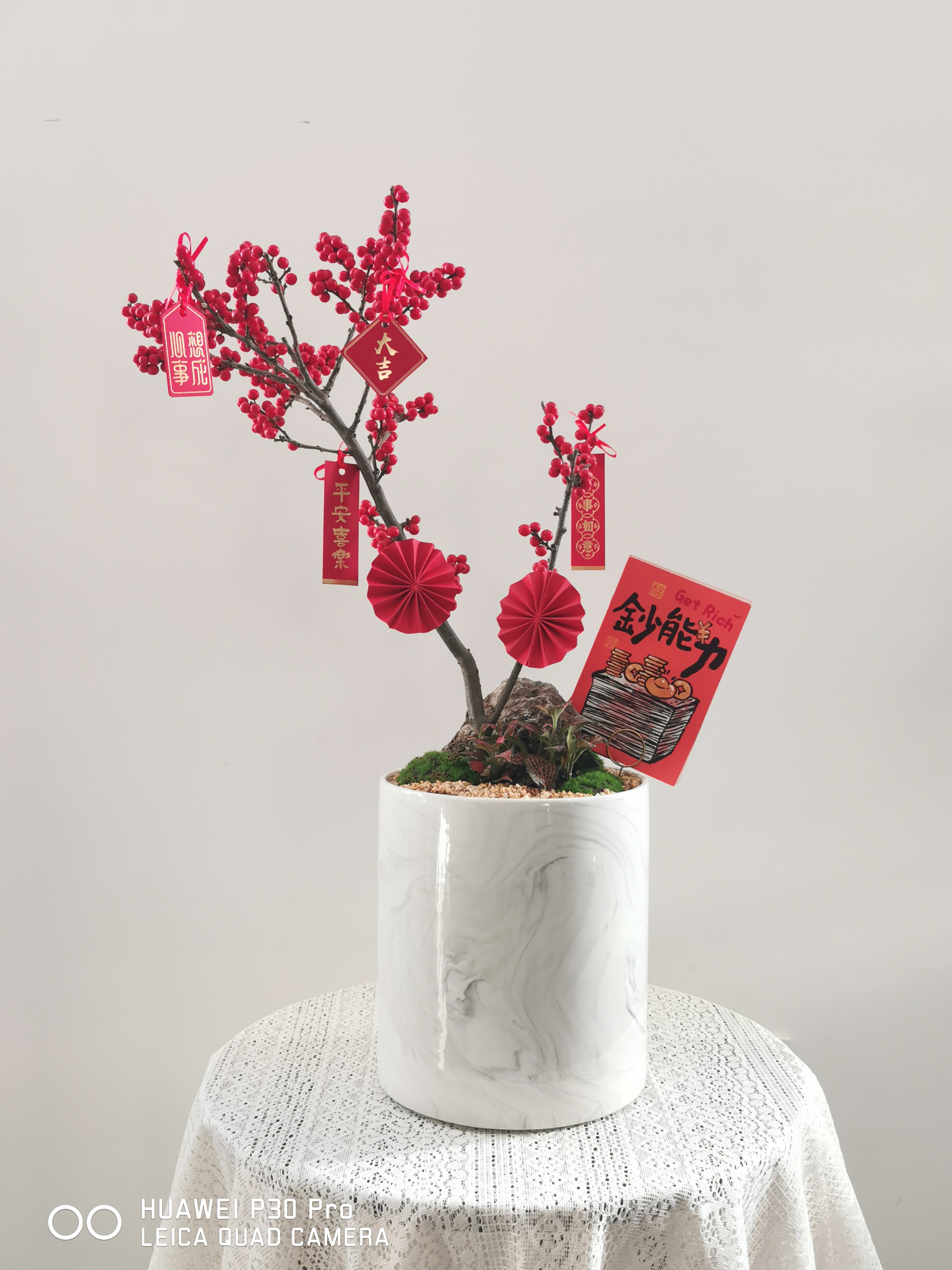 北美冬青(中)/MXY380