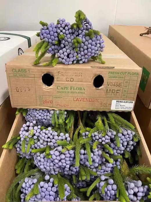 南非进口珊瑚果鲜花花1扎 商品图3