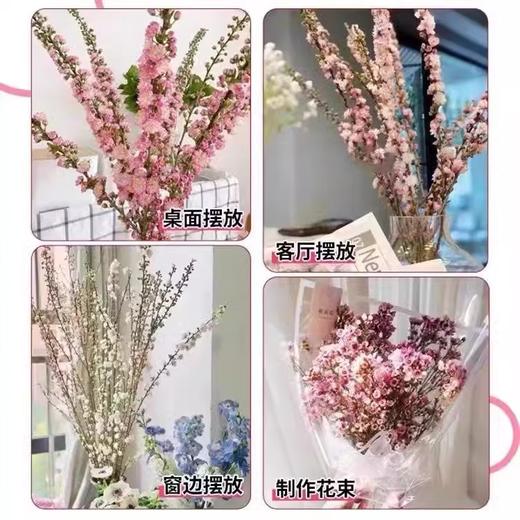 赠送营养液【特殊商品/请提前看售后须知】10支珍珠李鲜花干枝重瓣水培桃枝花植物樱花卉室内干花束水养干支 商品图3