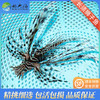 黑长须狮子Pterois volitans 商品缩略图1