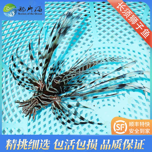 黑长须狮子Pterois volitans 商品图1