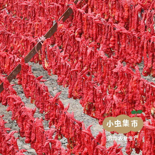 新疆有机辣皮子 2袋 | 合作农友生产，产自新疆，生产者：王忠军 *【公平贸易农人定价】 商品图6