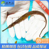 绿海龙Syngnathoides biaculeatus 商品缩略图0