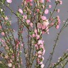 赠送营养液【特殊商品/请提前看售后须知】10支珍珠李鲜花干枝重瓣水培桃枝花植物樱花卉室内干花束水养干支 商品缩略图2