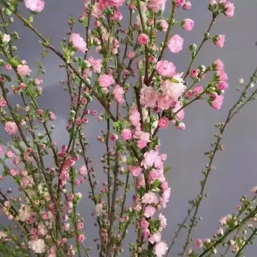 赠送营养液【特殊商品/请提前看售后须知】10支珍珠李鲜花干枝重瓣水培桃枝花植物樱花卉室内干花束水养干支 商品图2