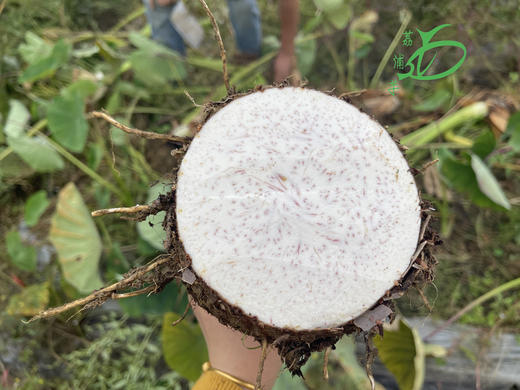 【分仓直发包邮】荔浦芋头5斤（3-4个装） 商品图3