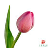 【单瓣郁金香】薇薇安 10枝一扎 商品缩略图0