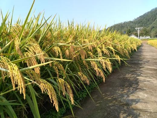 助农！“大下姜”粮油米面类 共富生态米10斤装/淳安山茶油 商品图5