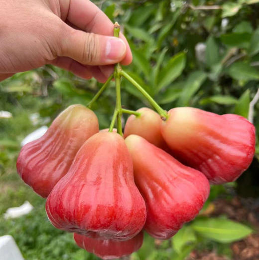 海南三亚·牛奶莲雾清甜水润口感脆嫩嫩顺丰空运包邮下单从海南发货 商品图8