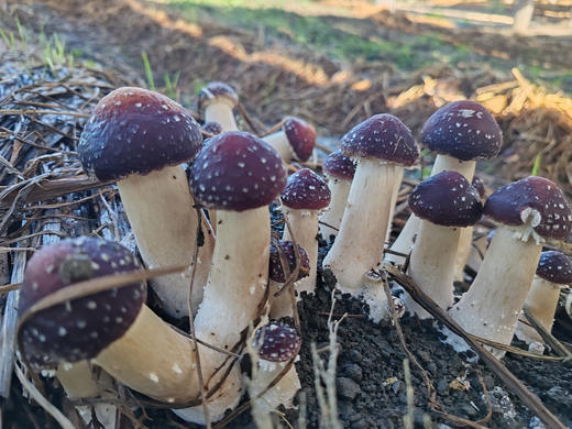 清新禾云红松茸鲜品 1斤 商品图2