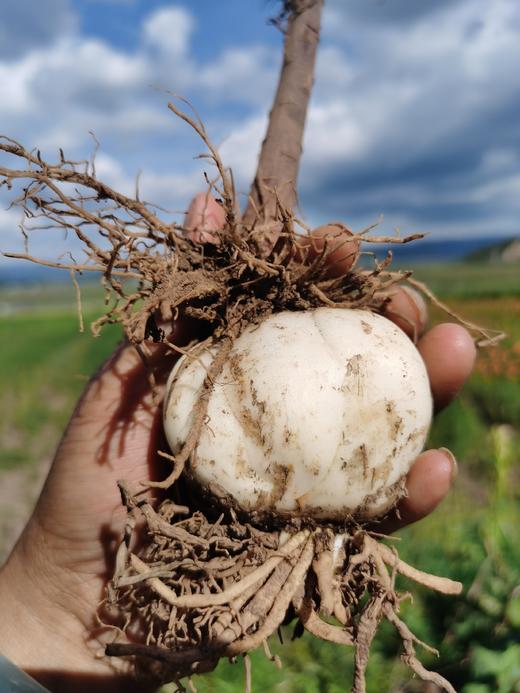 离太阳最近的鲜雪百合  香格里拉高山鲜百合 商品图3