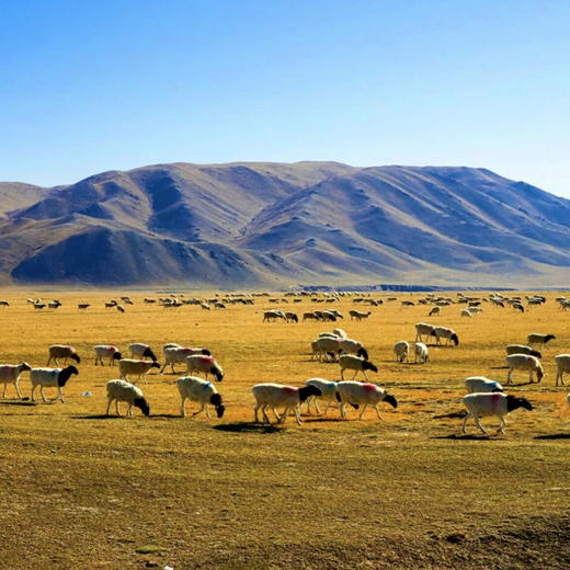 新疆有机辣皮子 2袋 | 合作农友生产，产自新疆，生产者：王忠军 *【公平贸易农人定价】 商品图12