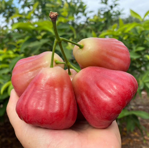 海南三亚·牛奶莲雾清甜水润口感脆嫩嫩顺丰空运包邮下单从海南发货 商品图0