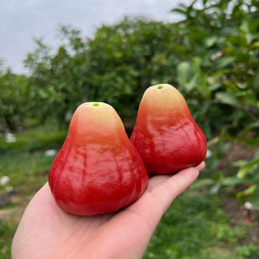 海南三亚·牛奶莲雾清甜水润口感脆嫩嫩顺丰空运包邮下单从海南发货 商品图9