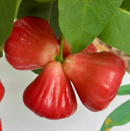 海南三亚·牛奶莲雾清甜水润口感脆嫩嫩顺丰空运包邮下单从海南发货 商品图6