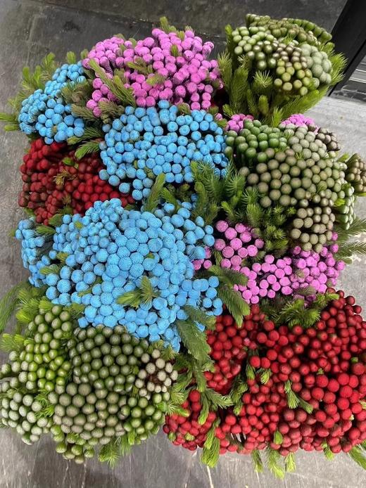 南非进口珊瑚果鲜花花1扎 商品图2