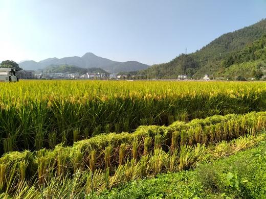 助农！“大下姜”粮油米面类 共富生态米10斤装/淳安山茶油 商品图7